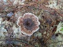 Gezonter Korkstacheling, Foto 7