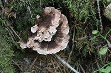 Gezonter Korkstacheling, Foto 11