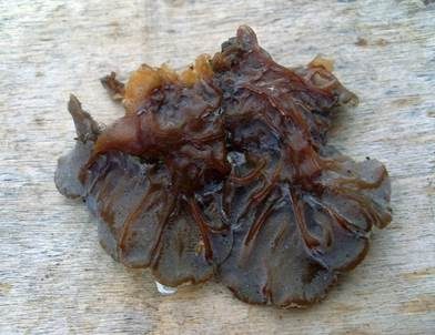 Gezonter Ohrlappenpilz, Foto 3