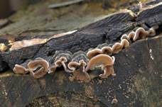 Gezonter Ohrlappenpilz, Foto 12