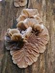 Gezonter Ohrlappenpilz, Foto 13