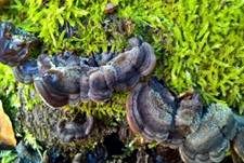 Gezonter Ohrlappenpilz, Foto 15