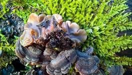 Gezonter Ohrlappenpilz, Foto 16