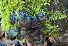 Gezonter Ohrlappenpilz, Foto 17