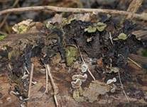 Gezonter Ohrlappenpilz, Foto 19