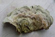 Gezonter Ohrlappenpilz, Foto 21