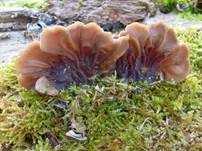 Gezonter Ohrlappenpilz, Foto 23