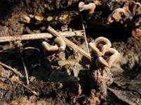 Gezonter Ohrlappenpilz, Foto 25