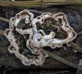 Gezonter Ohrlappenpilz, Foto 26