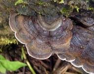 Gezonter Ohrlappenpilz, Foto 27