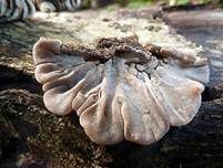 Gezonter Ohrlappenpilz, Foto 29