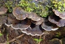 Gezonter Ohrlappenpilz, Foto 31