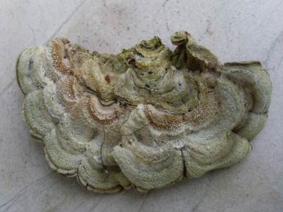 Gezonter Ohrlappenpilz, Foto 5