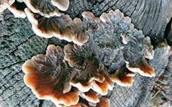 Gezonter Ohrlappenpilz, Foto 34