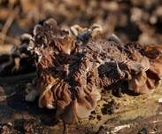 Gezonter Ohrlappenpilz, Foto 36