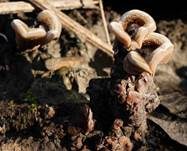 Gezonter Ohrlappenpilz, Foto 37