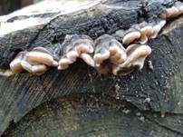 Gezonter Ohrlappenpilz, Foto 41