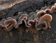 Gezonter Ohrlappenpilz, Foto 6