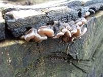 Gezonter Ohrlappenpilz, Foto 42