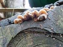 Gezonter Ohrlappenpilz, Foto 43