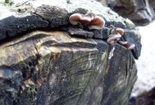 Gezonter Ohrlappenpilz, Foto 45