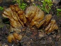 Gezonter Ohrlappenpilz, Foto 47