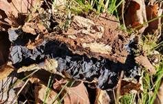 Gezonter Ohrlappenpilz, Foto 48