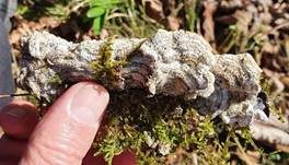 Gezonter Ohrlappenpilz, Foto 49