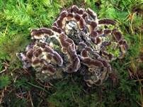 Gezonter Ohrlappenpilz, Foto 50