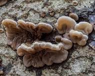 Gezonter Ohrlappenpilz, Foto 53