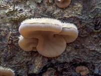 Gezonter Ohrlappenpilz, Foto 55
