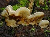 Gezonter Ohrlappenpilz, Foto 8