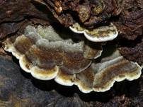 Gezonter Ohrlappenpilz, Foto 9