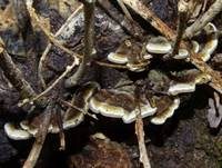 Gezonter Ohrlappenpilz, Foto 10