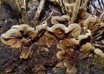 Gezonter Ohrlappenpilz, Foto 11