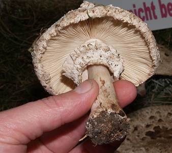 Gift-Riesenschirmpilz, Foto 3