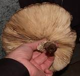 Gift-Riesenschirmpilz, Foto 13