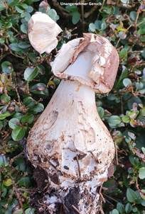 Gift-Riesenschirmpilz, Foto 6