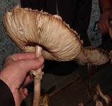 Gift-Riesenschirmpilz, Foto 11