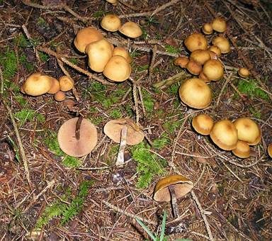 Gifthäubling, Foto 2
