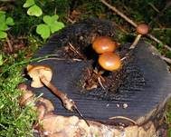 Gifthäubling, Foto 21