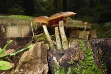 Gifthäubling, Foto 41