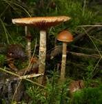 Gifthäubling, Foto 44
