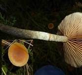 Gifthäubling, Foto 46