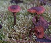 Gifthäubling, Foto 49