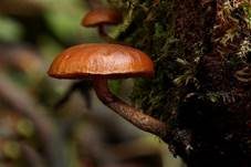 Gifthäubling, Foto 7
