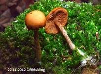 Gifthäubling, Foto 55