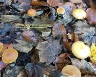 Gifthäubling, Foto 59