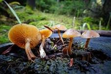 Gifthäubling, Foto 60