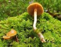 Gifthäubling, Foto 62